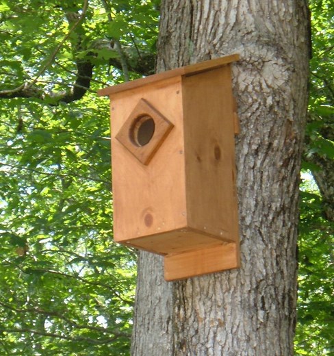 Screech Owl House Plans: How to Build a Screech Owl Box