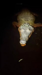 47K views · 1.3K reactions | Searching for a 20 foot Burmese python in the Florida Everglades! #fyp #everglades #foryou #wildlife #natureftanimals #reptiles #crocodile #alligator #frog #snake #python #environment #conservation #professional #florida #floridacheck #floridaman #floridalife #night #wildanimals #wilderness #yoink | Florida Wildlife By Garrate | Facebook