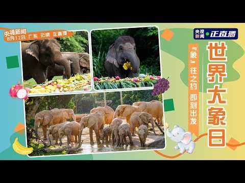 LIVE: World Elephant Day Special: Meet African & Asian Elephants Up‑Close