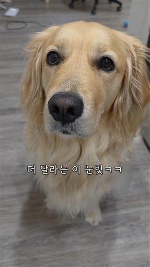[Canada Daily Life🇨🇦] Why is my golden retriever giving me those puppy eyes?