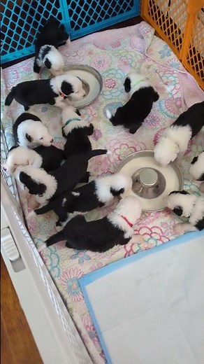 Old English Sheepdog Puppies at 3 weeks learning to eat