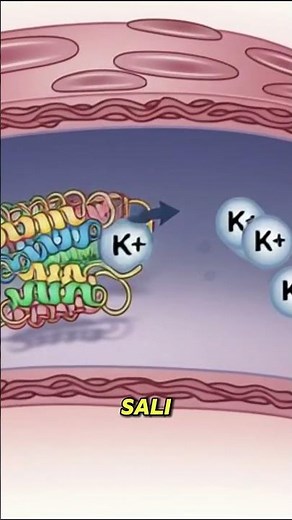 How do the kidneys work? #animation