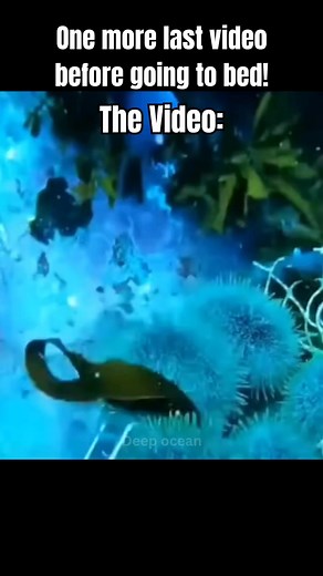 deepoceanml on TikTok