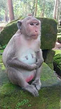 Unbelievable Monkey Behavior Caught on Camera! 🤯 | Going Viral Worldwide