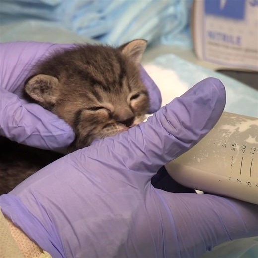 HAPPENING NOW: The ASPCA is providing ongoing critical care and treatment for more than 100 animal victims at our recovery shelter, adoption center and behavioral rehabilitation center. Your gift can help animals in our care and our fight to end cruelty nationwide. Please give today. | ASPCA