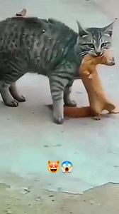 29K views · 161 reactions | The hero cat caught a strange animal that greedily preys on chickens. Do you know its name?! | Wild Wonders | Facebook