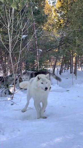 13K views · 964 reactions | Howling wolf  . . . . . #wolf #wolfdog #wolves #dogs #wolfdog #wolfgirl #animal #wildanimal #snowwolf #animals #roar #pet #homies #bravo #americanwolf #life #morningwolf #native #nativeculture #wolfcommunity #wolfdogpuppy #lonewolf #siberianwolf #wolfdoggy #wolflove #highcontentwolf #wolfdoglove #wolfdogclub #wolfdoghybrid #americanwolfdog | Wolf lovers world | Facebook