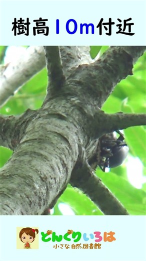 Did I find a Hime-Okuwagat? [Searching for alpine stag beetles]