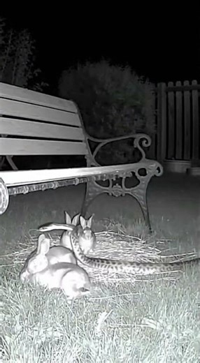 Rabbit vs Snake Fight 🐇🐍⚡