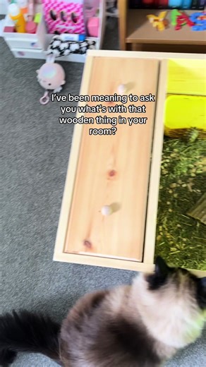 Caring for Tortoises: A Guide for Cat Lovers