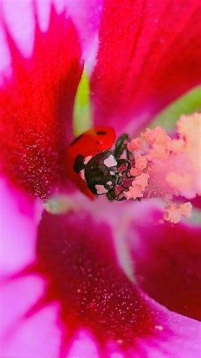 Juli - Ladybugs & Macro Nature on Instagram: "🌸🐞 Macro videography allows us to step into a hidden universe. Watch as this delicate ladybug carefully navigates through the heart of a blooming flower, her tiny legs brushing against the soft pollen and petals. The contrast between the vibrant red shell and the deep pink hues of the blossom is nature's own masterpiece. 🩷 #ladybug #macroflower #macromagic"