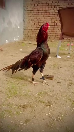 Class of aseel🔥❤️ #facebookreels #Aseel #mianwali #viral #trending #foryou #vickyaseelclub | Vicky Aseel Club