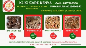 69 reactions · 7 comments | RAINBOW | SASSO | KUROILERS | KENBRO ONE MONTH OLD @ 230 KSH TWO WEEKS OLD @ 160 KSH THREE WEEKS OLD @180 KSH POINT OF LAY @ 750 KSH CALL: 0717709956 WHATSAPP : 0725660857 PLACE YOUR ORDER TODAY. DELIVERY DONE COUNTRYWIDE. | Kukucare Kenya 0725660857 | Facebook
