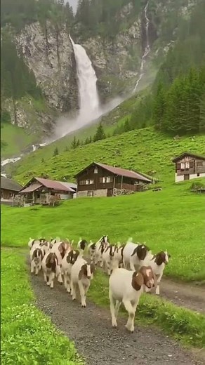 Goat Breeding - The Ultimate Guide to Get Started