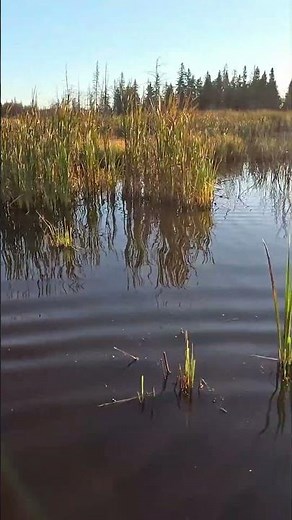 Ducks Take Flight: From Marsh Majesty to Lake Life! #shorts