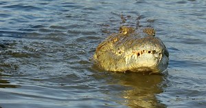 Nile crocodile (Crocodylus niloticus) catching and eating a small fish, Kruger National Park, South Africa