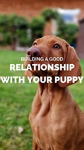 1️⃣ Leave them to cry it out You cannot reinforce an emotion 🚫 If a puppy cries when left alone, it’s because they are scared. They are social animals who need connection to feel safe 🐕‍🦺❤️ Crying it out does not teach independence. It creates fear around alone time and can lead to separation anxiety. Stopping crying doesn’t mean they’re okay, many shut down into learned helplessness 😔 2️⃣ Pet them while they’re eating This does not desensitise them. It irritates them and creates negative as