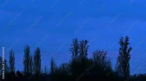 European starling murmuration / large flock of common starlings (Sturnus vulgaris) flying and landing in treetops silhouetted at dusk