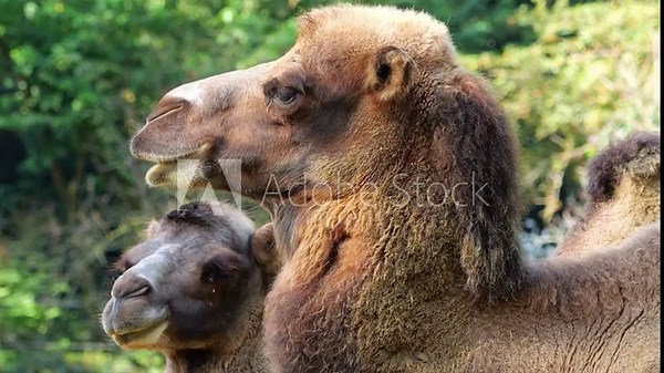 The Bactrian camel, Camelus bactrianus is a large, even-toed ungulate native to the steppes of Central Asia. The Bactrian camel has two humps on its back