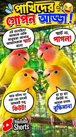 love birds original Sound publicly🐦😱#birdsounds #lovebirds #fyp