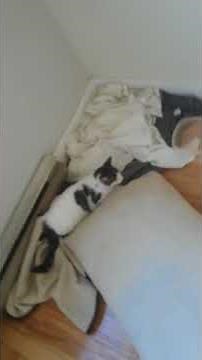 Fail Poor kitten abused shared to help people be awared