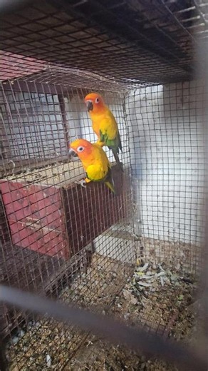 sunconure breeding pairs#birds #parrot #sunconure