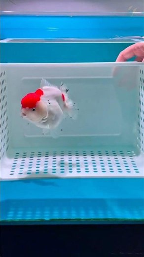 lPremium Ranchu Goldfish | Cá Ranchu trắng sữa cực và đầu đỏ nổi bật