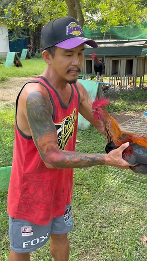 74K views · 3K reactions | Request vedio!! Authentic Sbr broodcock | Princess Althea Galvez | Facebook