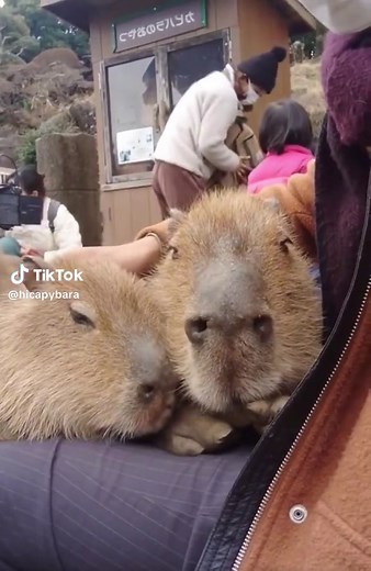 Capy Cuddle - Funny and Cute Capybara Hugging and Cuddling Compilation