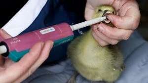 Au revoir to force-feeding: French farm produces first 'ethical' foie gras alternative