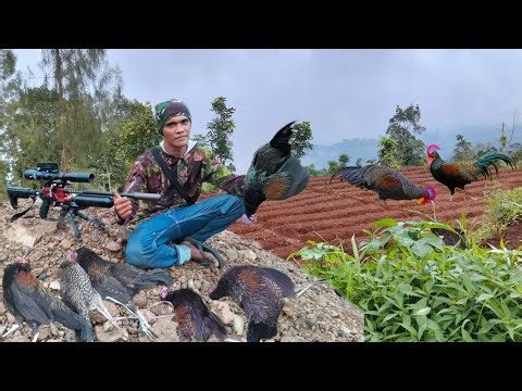 SOLO HUNTING ➡️ BERBURU AYAM HUTAN || Full shoot🔥