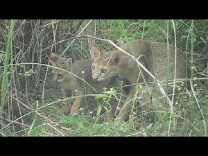 Adorable Jungle Cat and her Playful Kittens - A Heartwarming Wildlife Encounter