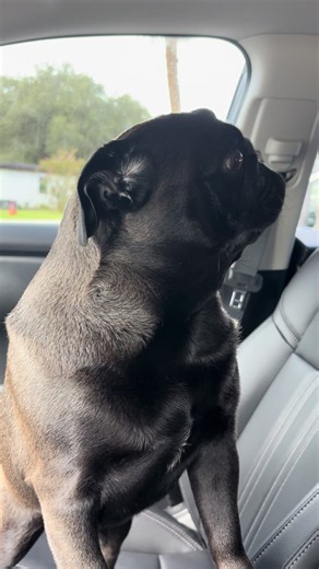 Pug jumps in car