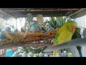 Inside a Beautiful Parrot Cage Setup 🏡