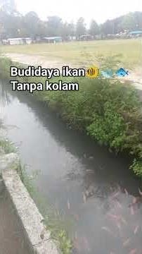 Budidaya ikan🐠🐋🐟 tanpa kolam #Fish #farming #without #apond