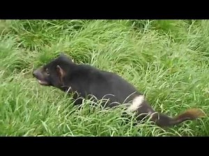Tasmanian Devils fight and SCREAM over food.