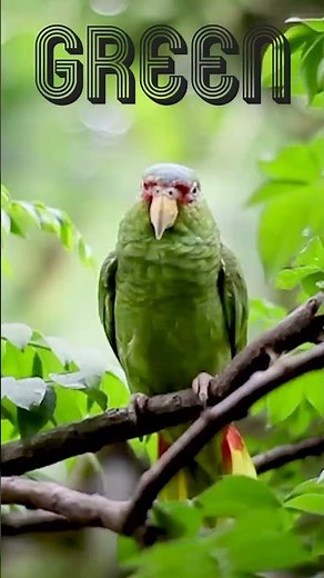 Green Color Song | Toddler Learning Videos | Green Color Song by Giggle Sphere