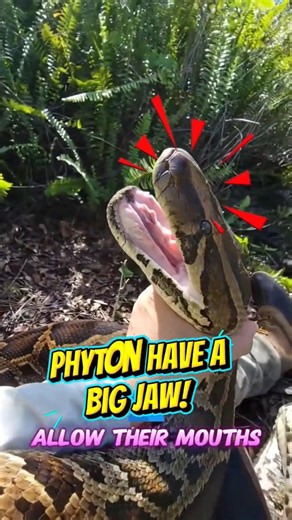 The giant snake that can swallow huge prey! #animals # #animalfacts #snake #phyton
