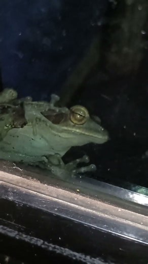 # 🌎earth discoveries[ emerald eyed tree frog 🐸]