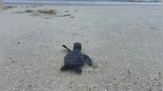 Endangered Kemp’s Ridley sea turtles confirmed nesting on Mississippi’s Ship Island for first time