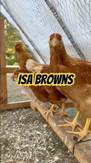 ISA Brown Chicken Breed Information - Chilling with Chickens #backyardchickens #homesteading
