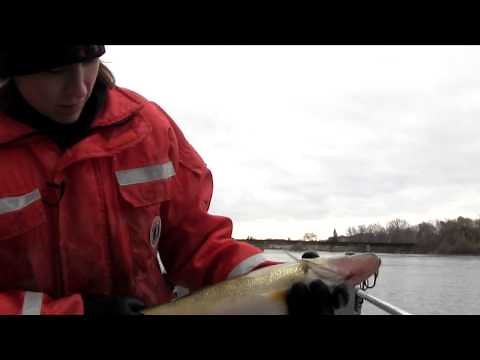 DNR Electro Shocking Survey