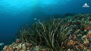 8 giugno Giornata mondiale mondiale degli Oceani