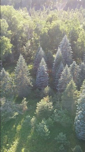 Cabin, 55 Acres, and Lake!! #hunting #fishing #lake #drone #realestate #cabin #outdoors #land