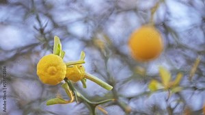 Trifoliate orange is member of family Rutaceae