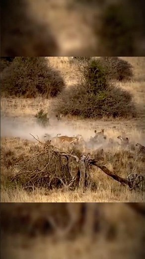 Intense Clash Between Hyenas and Lions