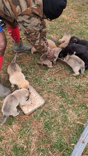 2K views · 9.5K reactions | Puppy feeding time, feeding 10 four week old puppies. #howto #learning #beneficial #dog #puppy #sweet #farmlife #nature #growyourown #unbangarden #urbanfarming | Gardening Gays | Facebook