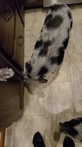 21 reactions | Opening/closing trash drawer. | Polly the Performing Princess Pig | Facebook