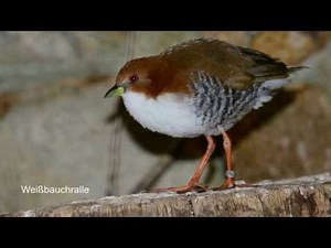 Bildershow_WeltVogelpark Walsrode_Paradieshalle