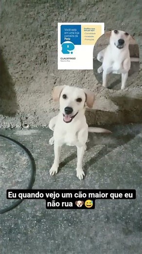 #pingo #pets #cutepets #pets #funnydogs #petz #petzpartner